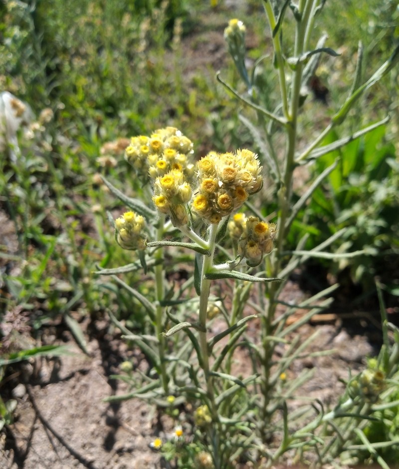 Jalisco Rabbit-Tobacco photo 3
