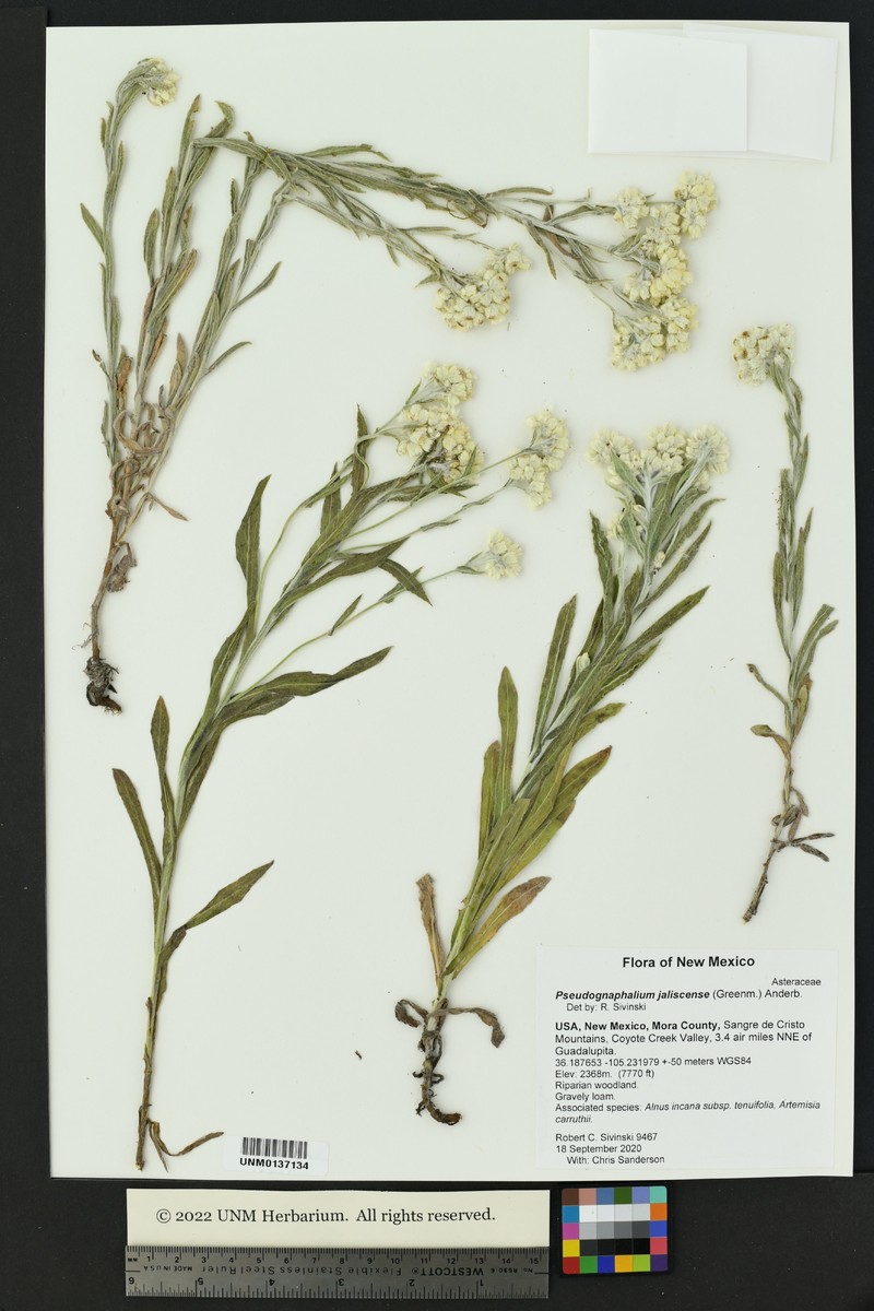 Jalisco Rabbit-Tobacco photo 5