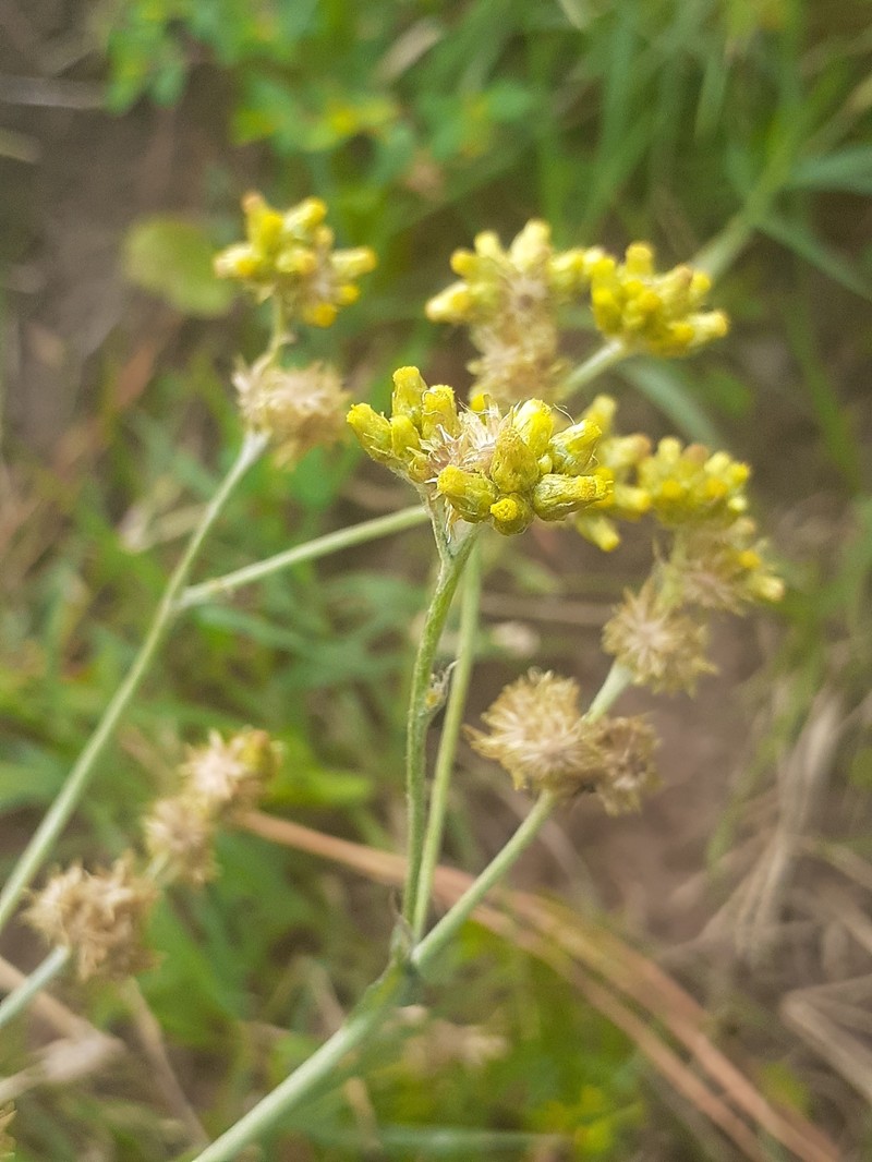 Pseudognaphalium jujuyense