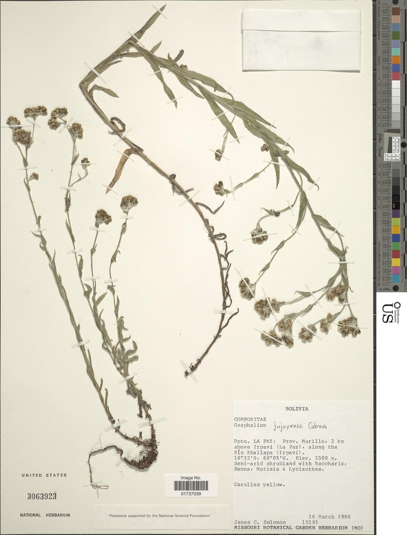 Pseudognaphalium jujuyense photo 2