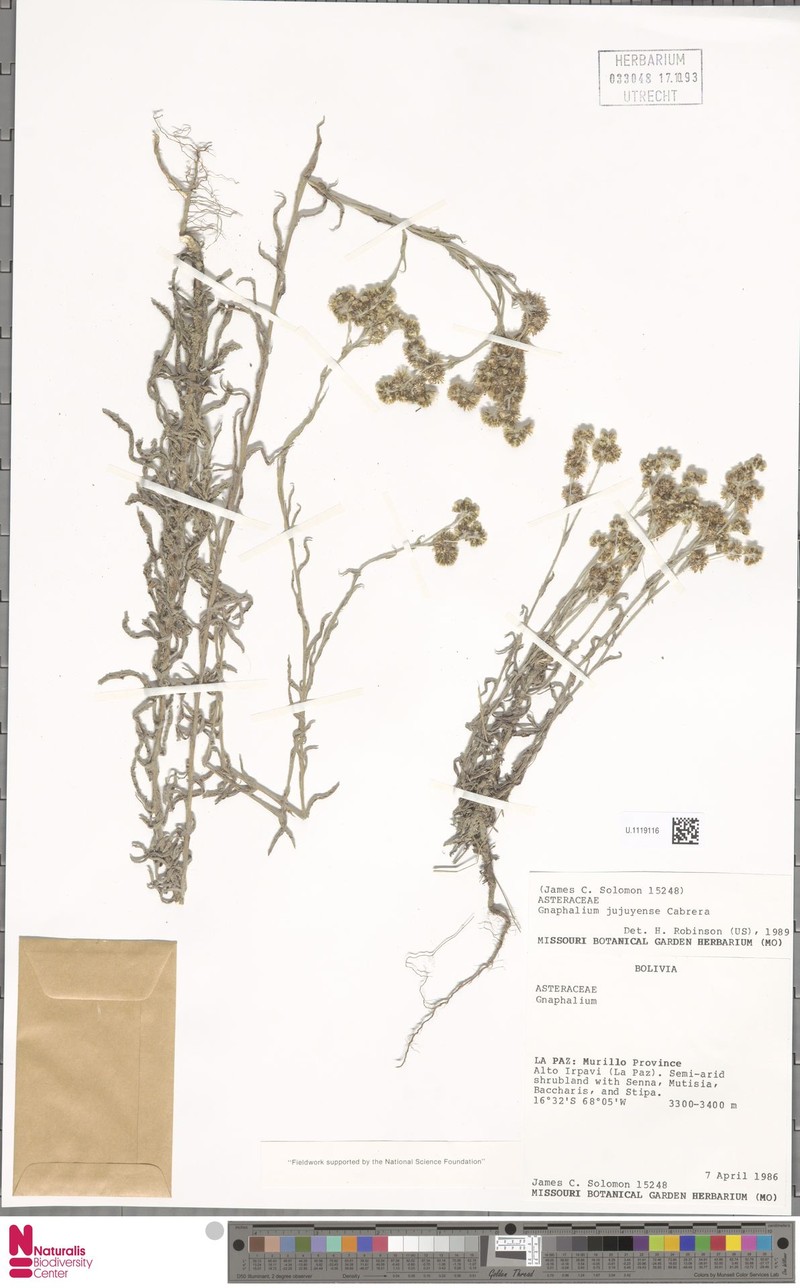Pseudognaphalium jujuyense photo 3