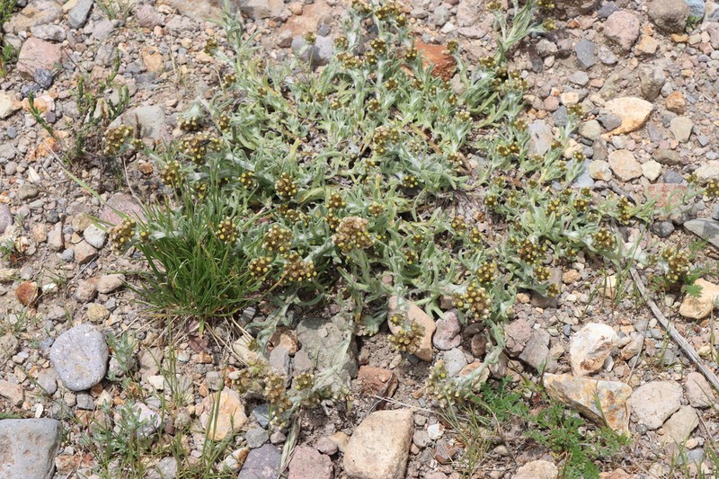 Pseudognaphalium lacteum