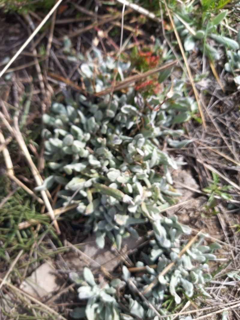 Pseudognaphalium lacteum photo 2