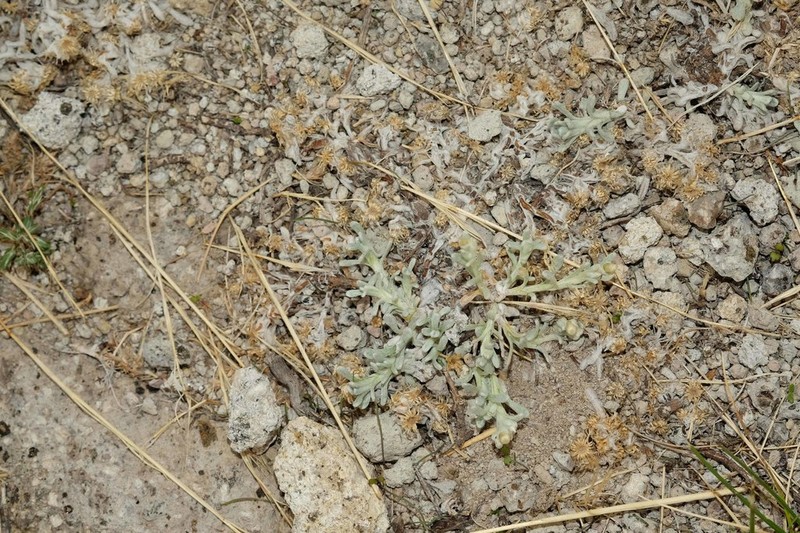 Pseudognaphalium lacteum photo 3