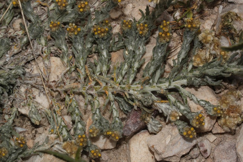 Pseudognaphalium lacteum photo 4