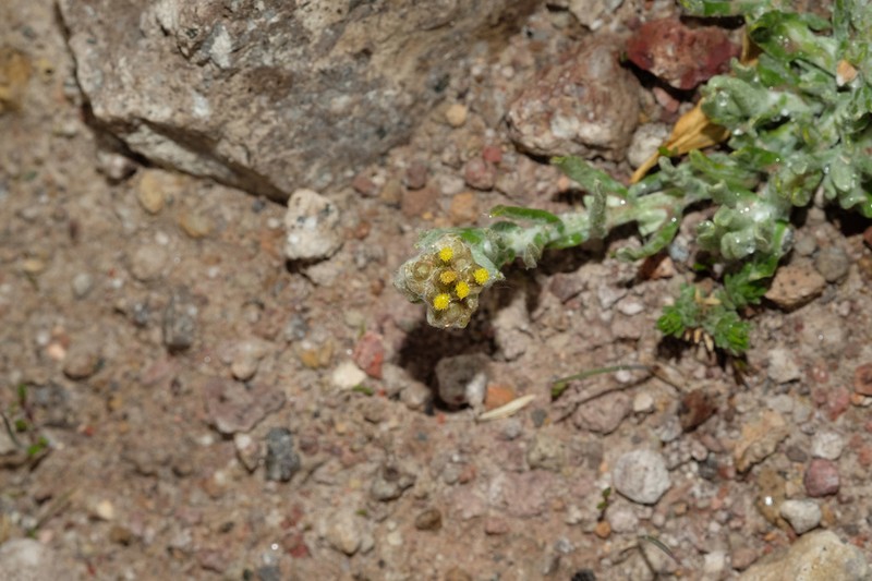 Pseudognaphalium lacteum photo 5