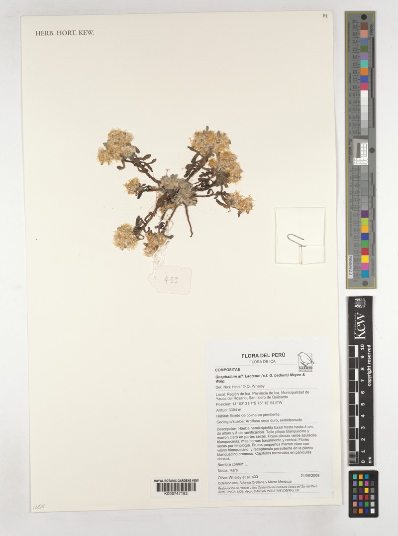 Pseudognaphalium lacteum photo 6