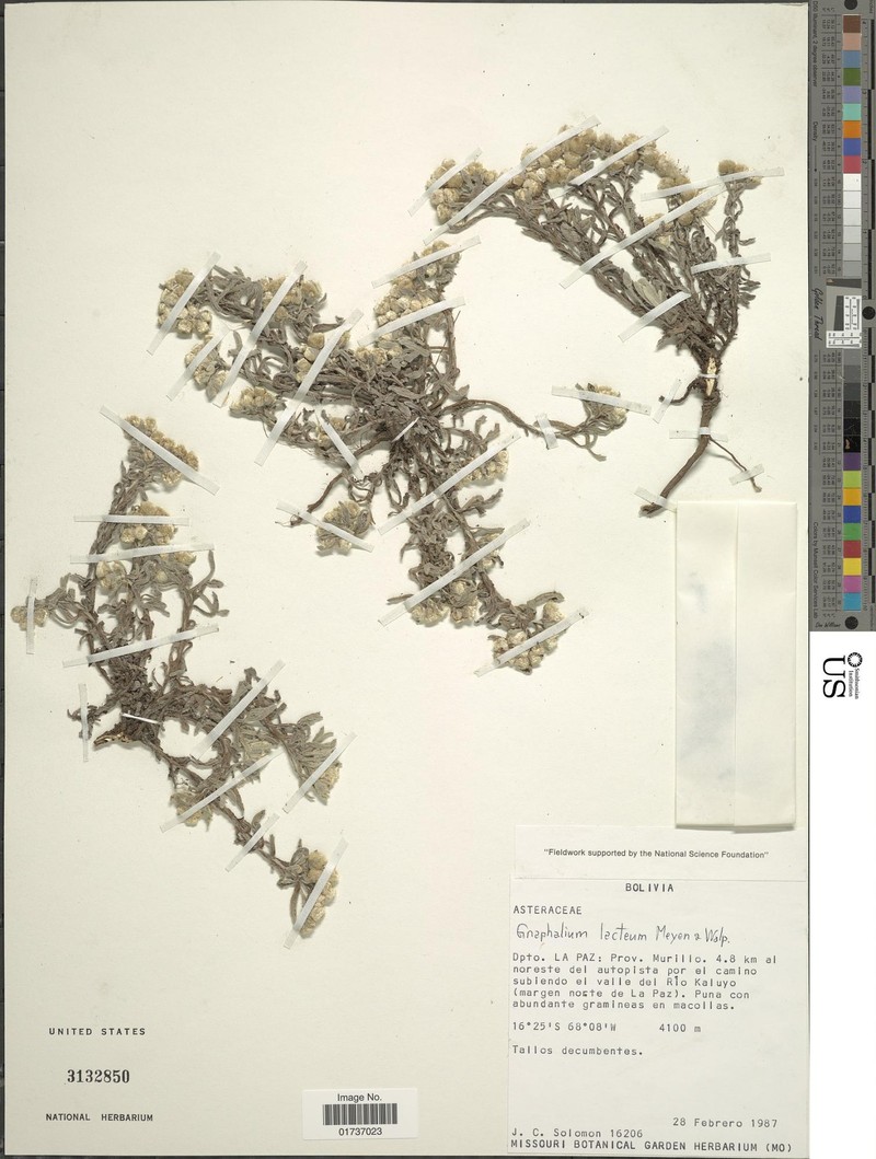 Pseudognaphalium lacteum photo 7