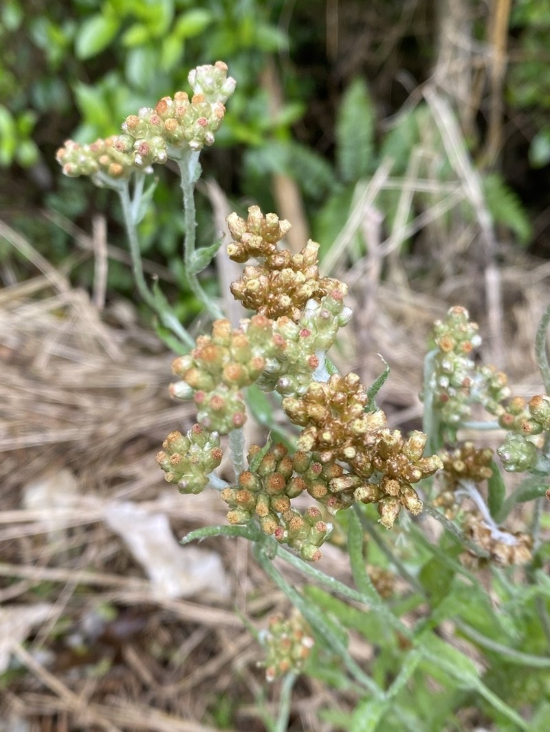 Pseudognaphalium lanatum