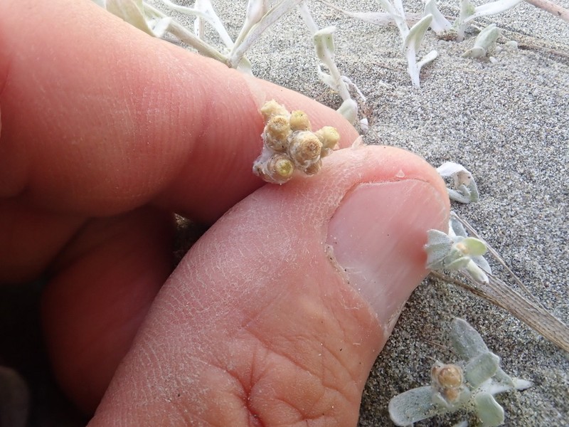 Pseudognaphalium lanatum photo 2