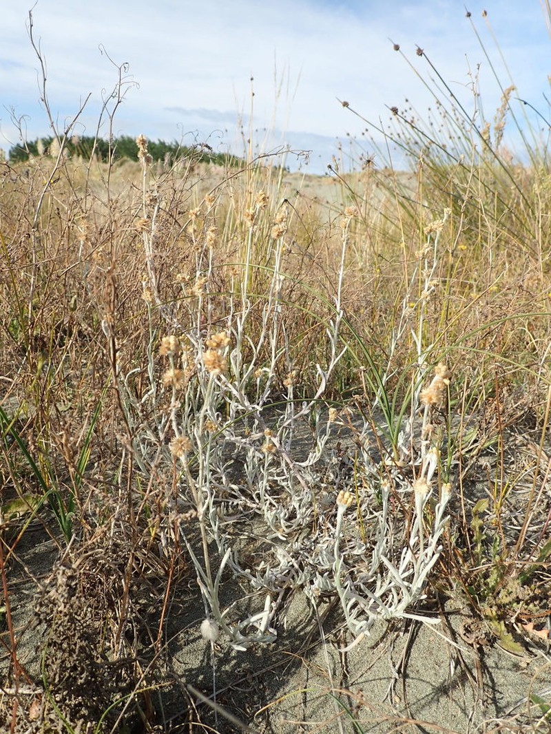 Pseudognaphalium lanatum photo 3