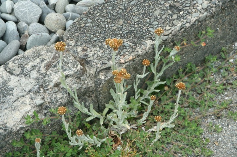 Pseudognaphalium lanatum photo 4
