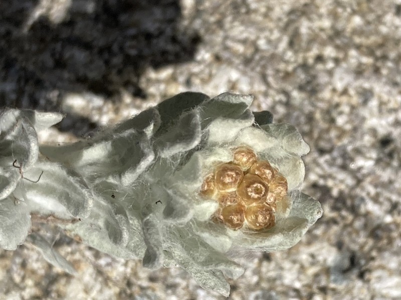 Pseudognaphalium lanatum photo 5