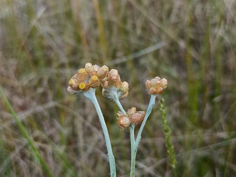 Pseudognaphalium lanatum photo 6