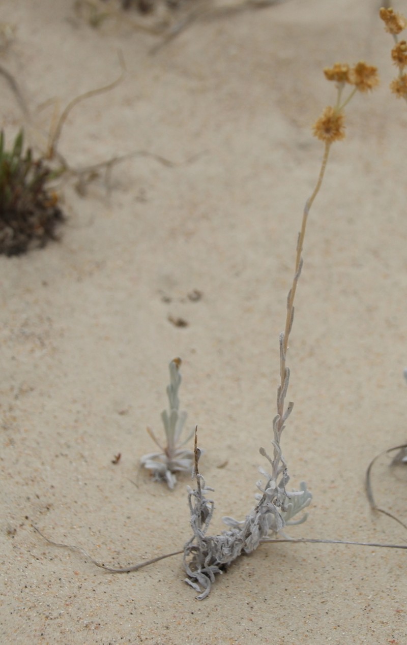 Pseudognaphalium lanatum photo 7