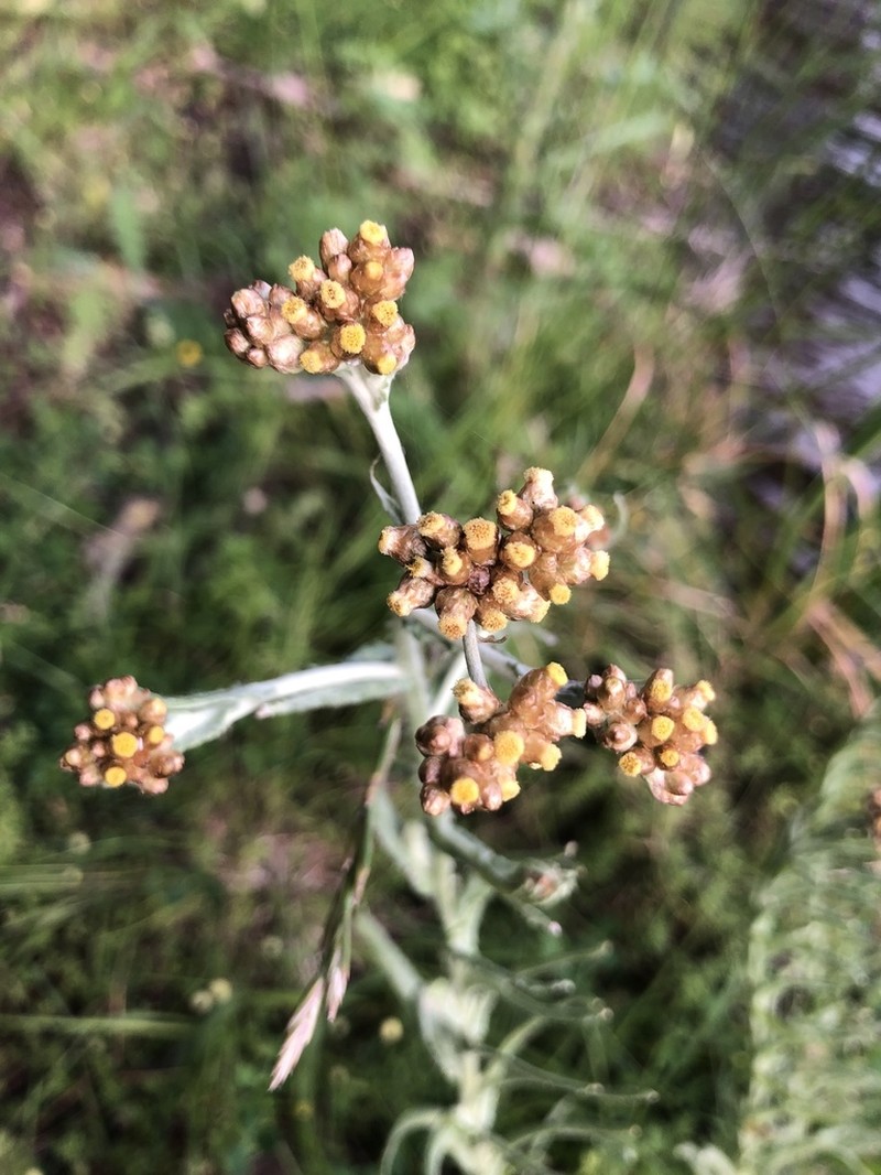Pseudognaphalium lanatum photo 8