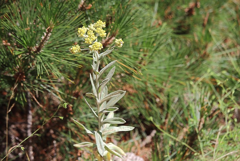 Pseudognaphalium landbeckii