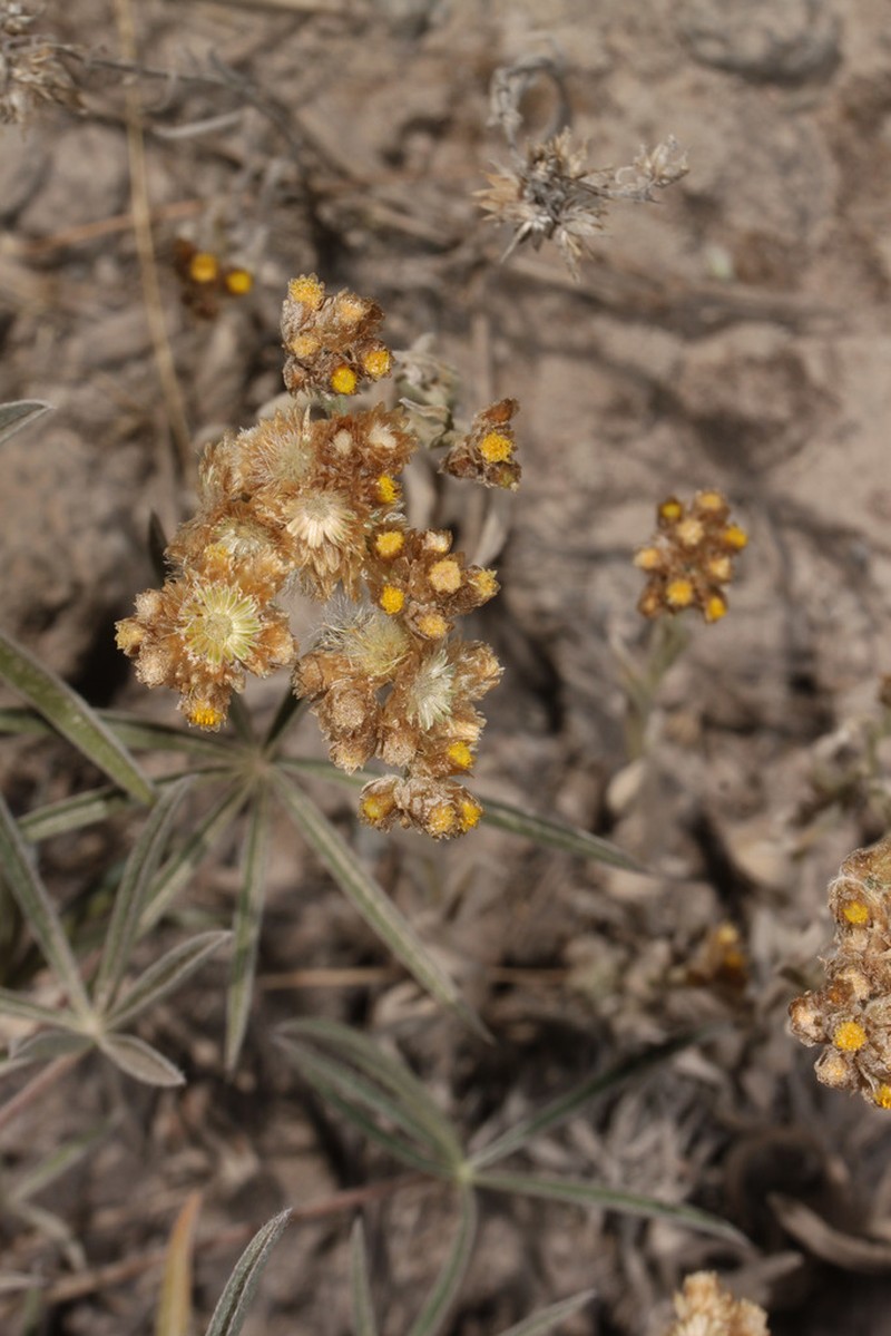Pseudognaphalium lanuginosum photo 2