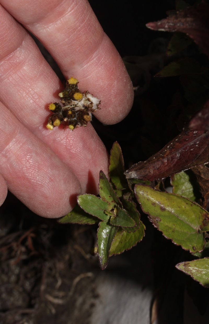 Pseudognaphalium lanuginosum photo 3