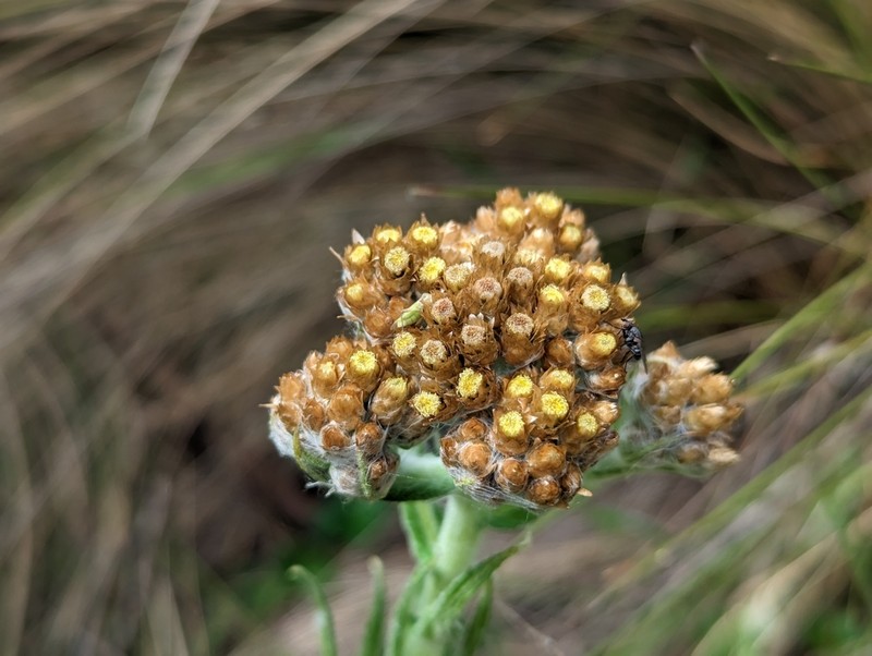 Pseudognaphalium lanuginosum photo 4