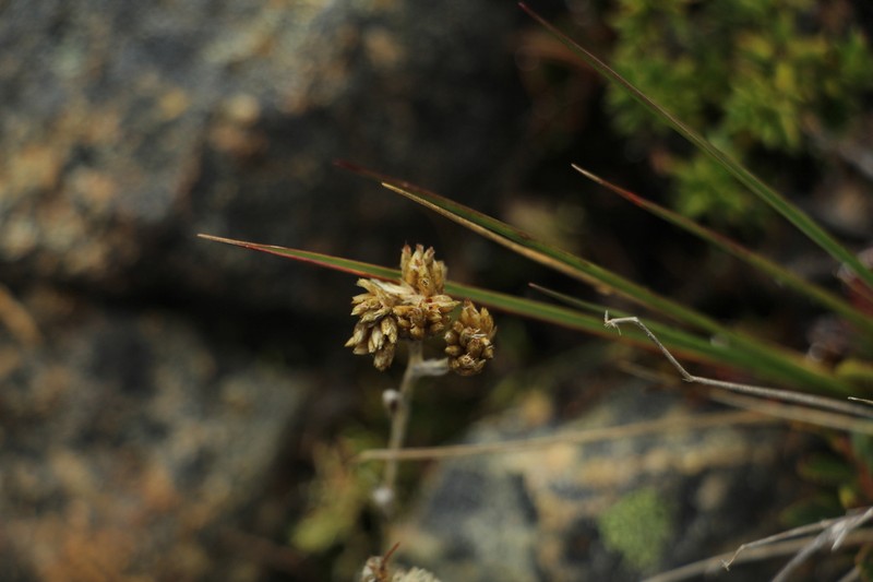 Pseudognaphalium lanuginosum photo 5