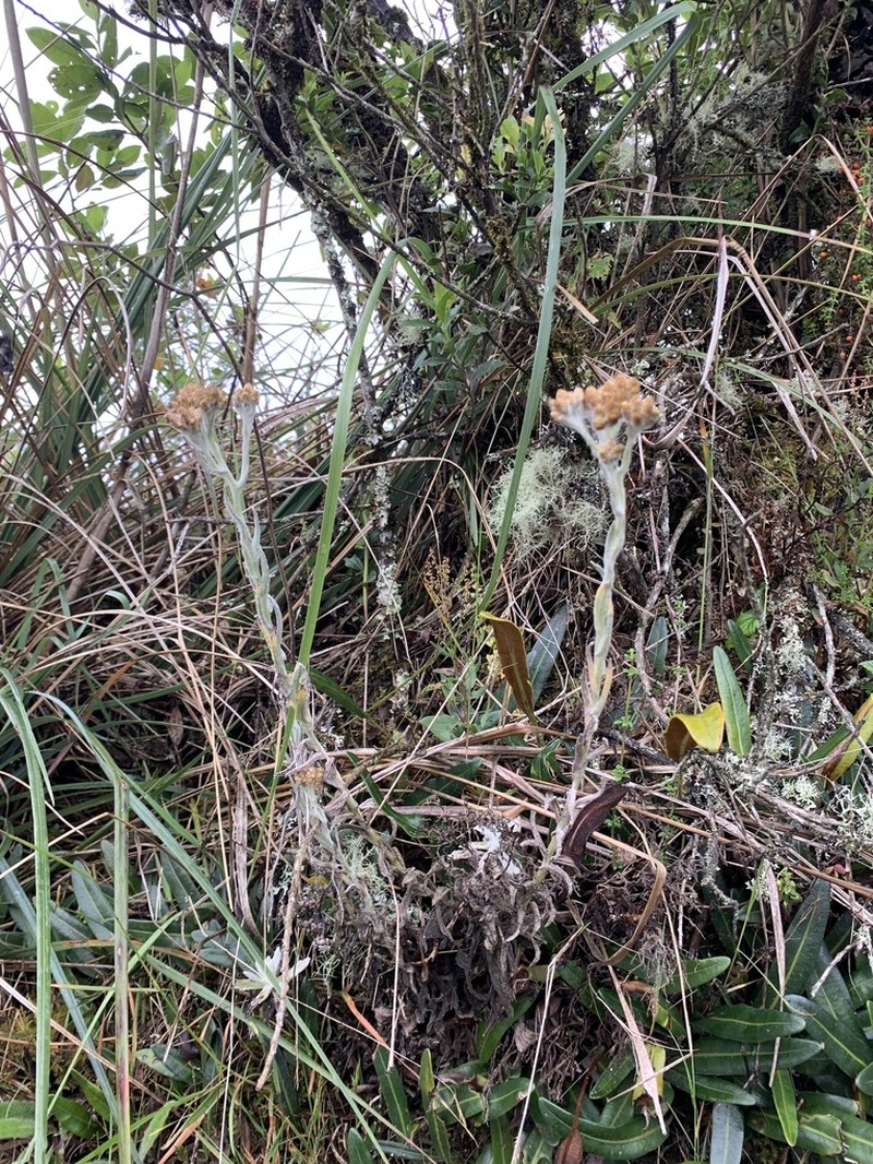 Pseudognaphalium lanuginosum photo 6