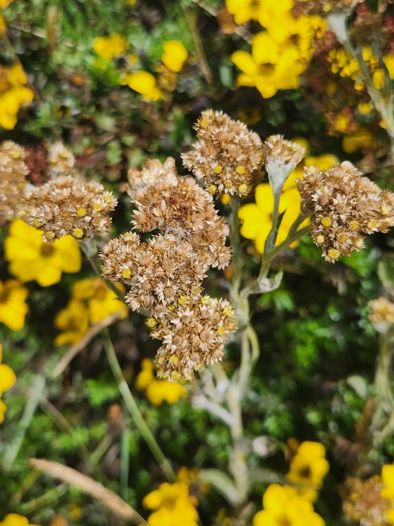 Pseudognaphalium lanuginosum photo 7