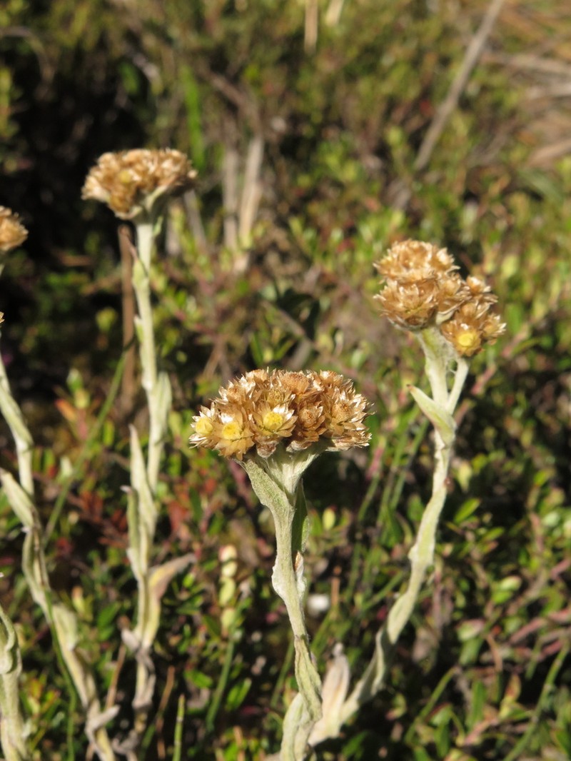 Pseudognaphalium lanuginosum photo 8