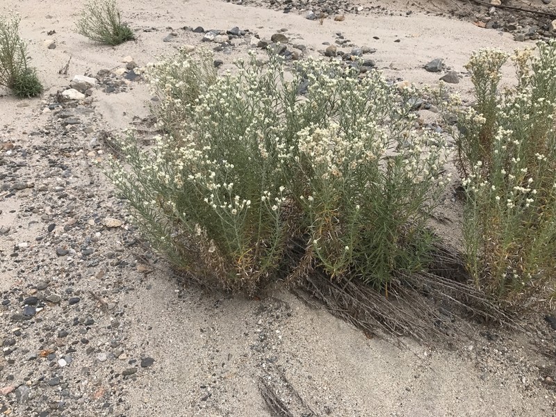 White Cudweed