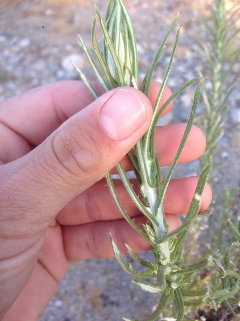 White Cudweed photo 2