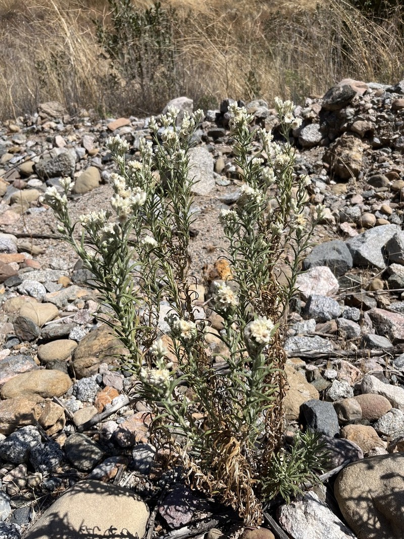 White Cudweed photo 4