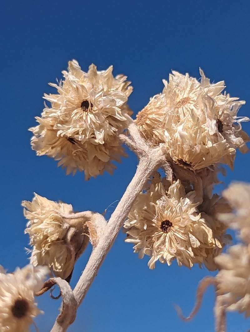 White Cudweed photo 5