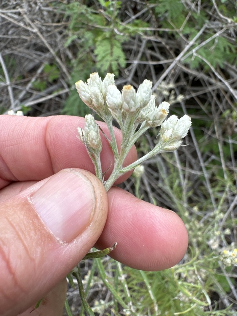 White Cudweed photo 6