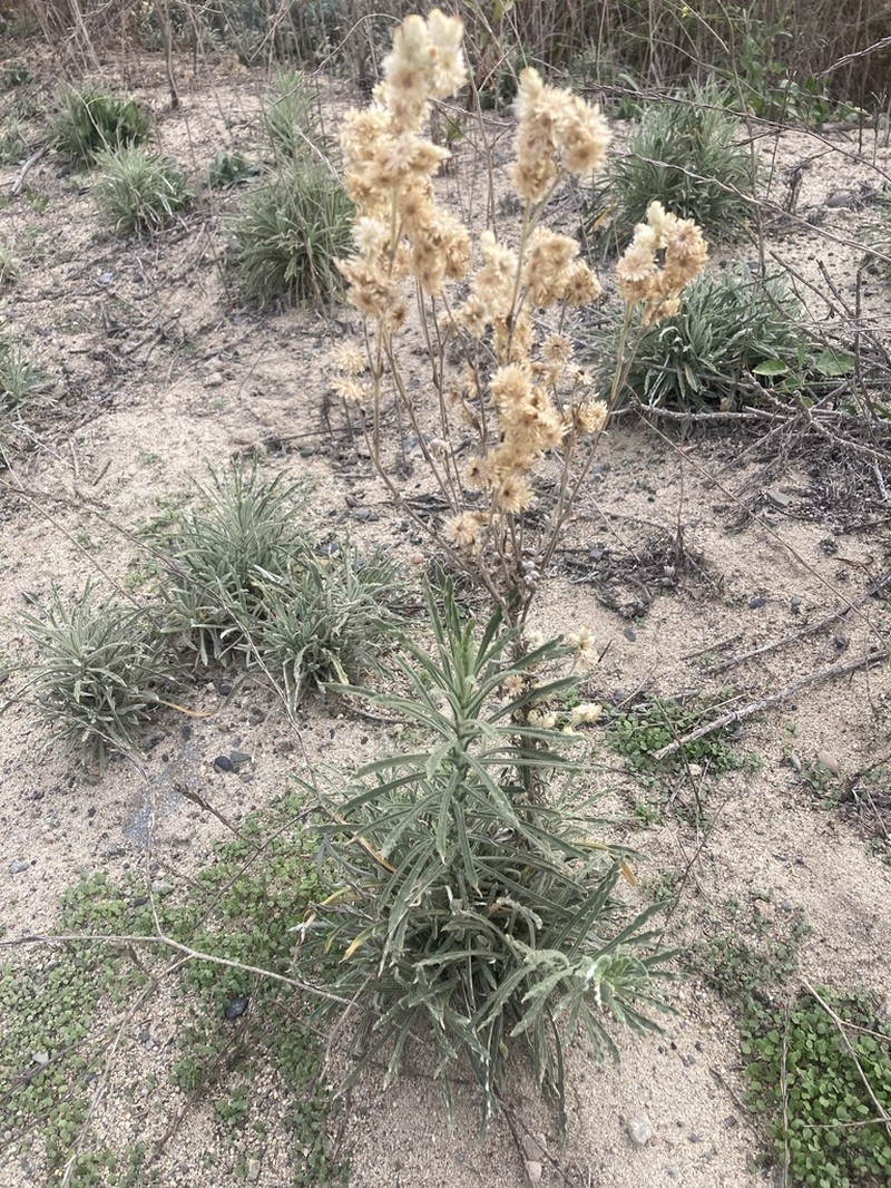 White Cudweed photo 7