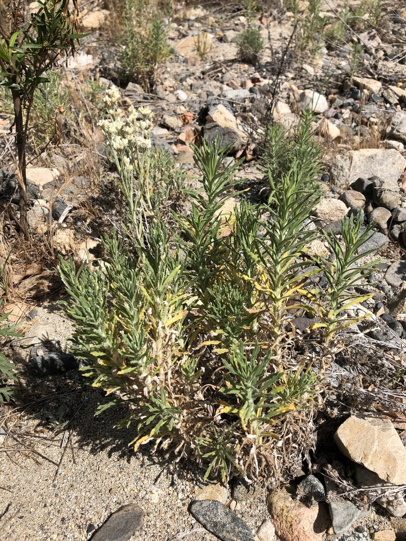 White Cudweed photo 8