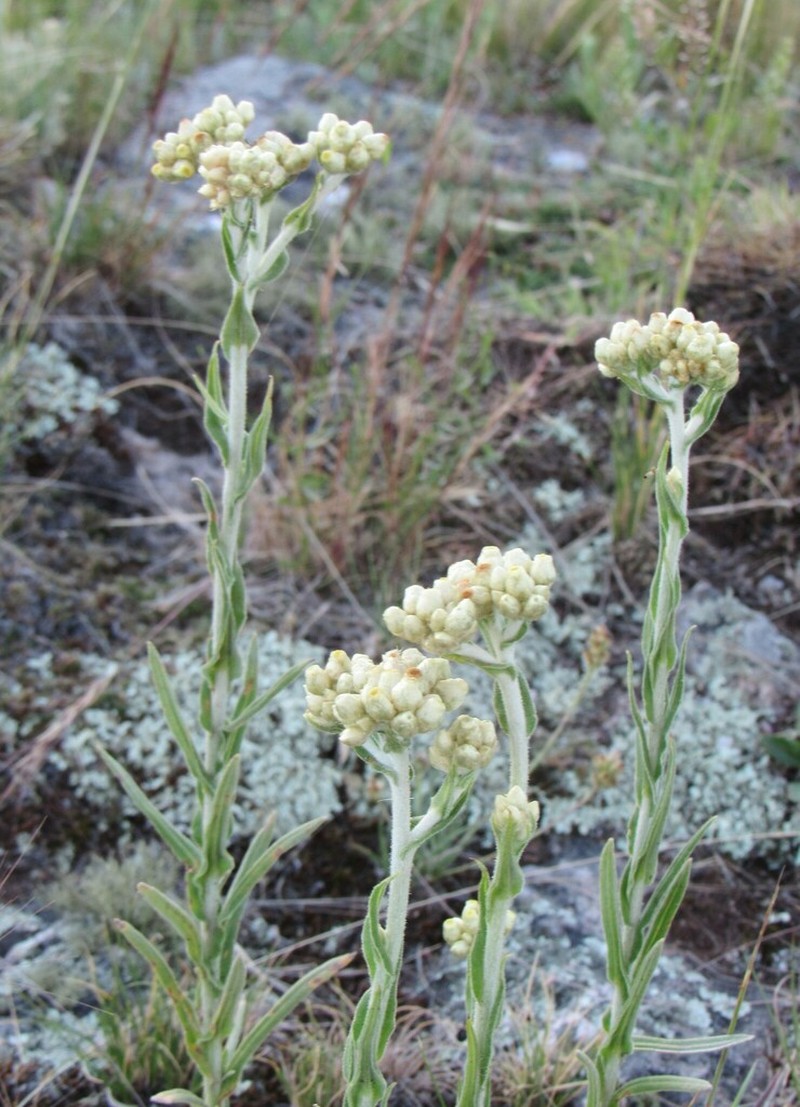 Pseudognaphalium leucopeplum photo 2