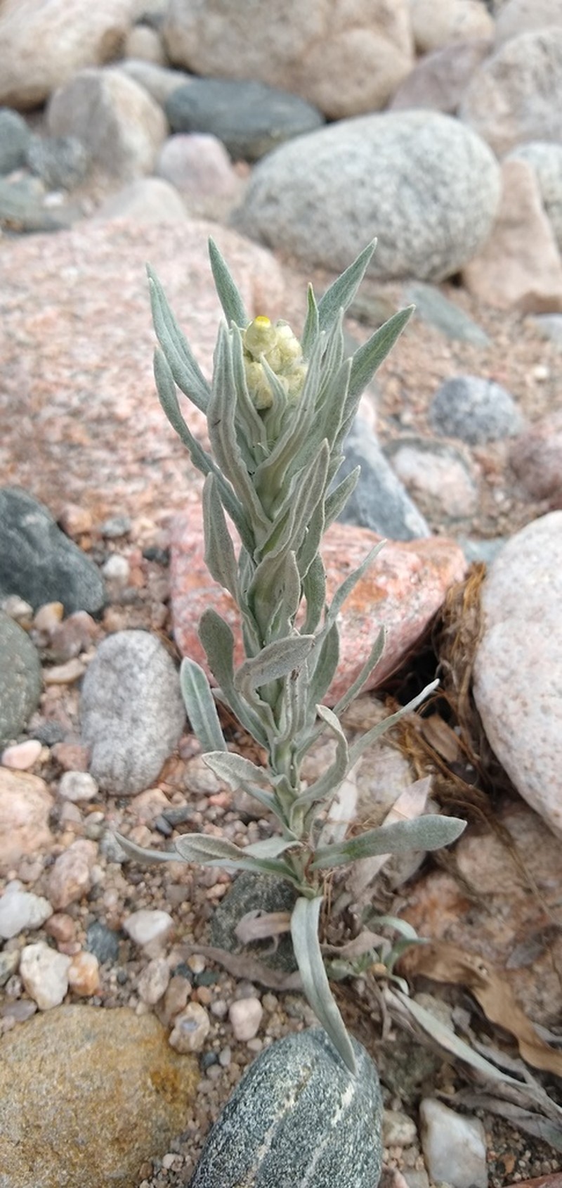 Pseudognaphalium leucopeplum photo 3