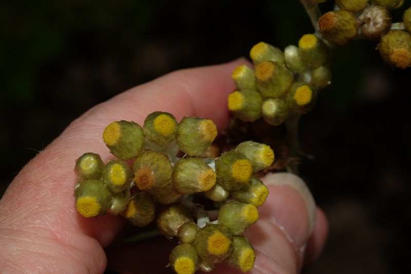 Pseudognaphalium leucopeplum photo 4