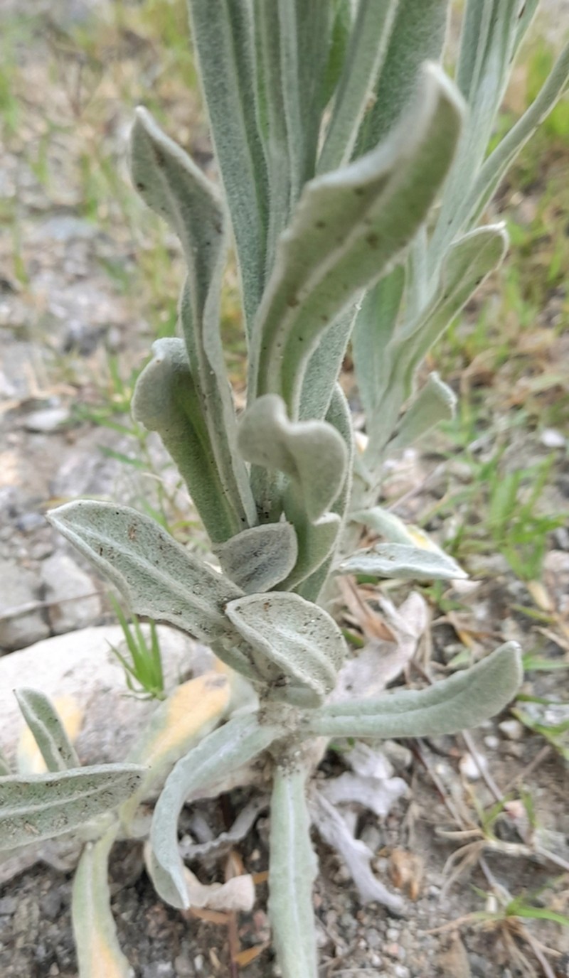 Pseudognaphalium leucopeplum photo 5