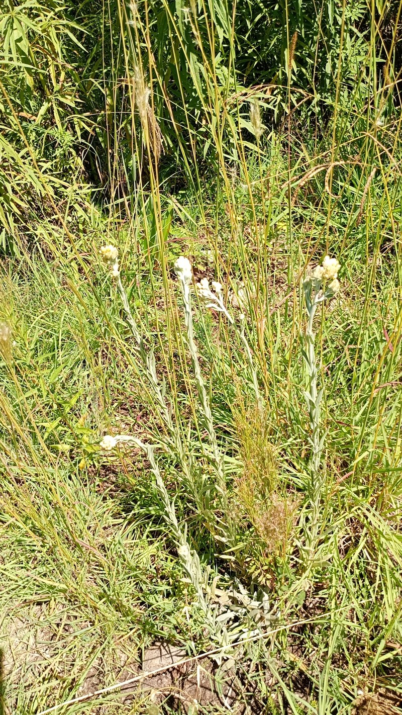 Pseudognaphalium leucopeplum photo 7