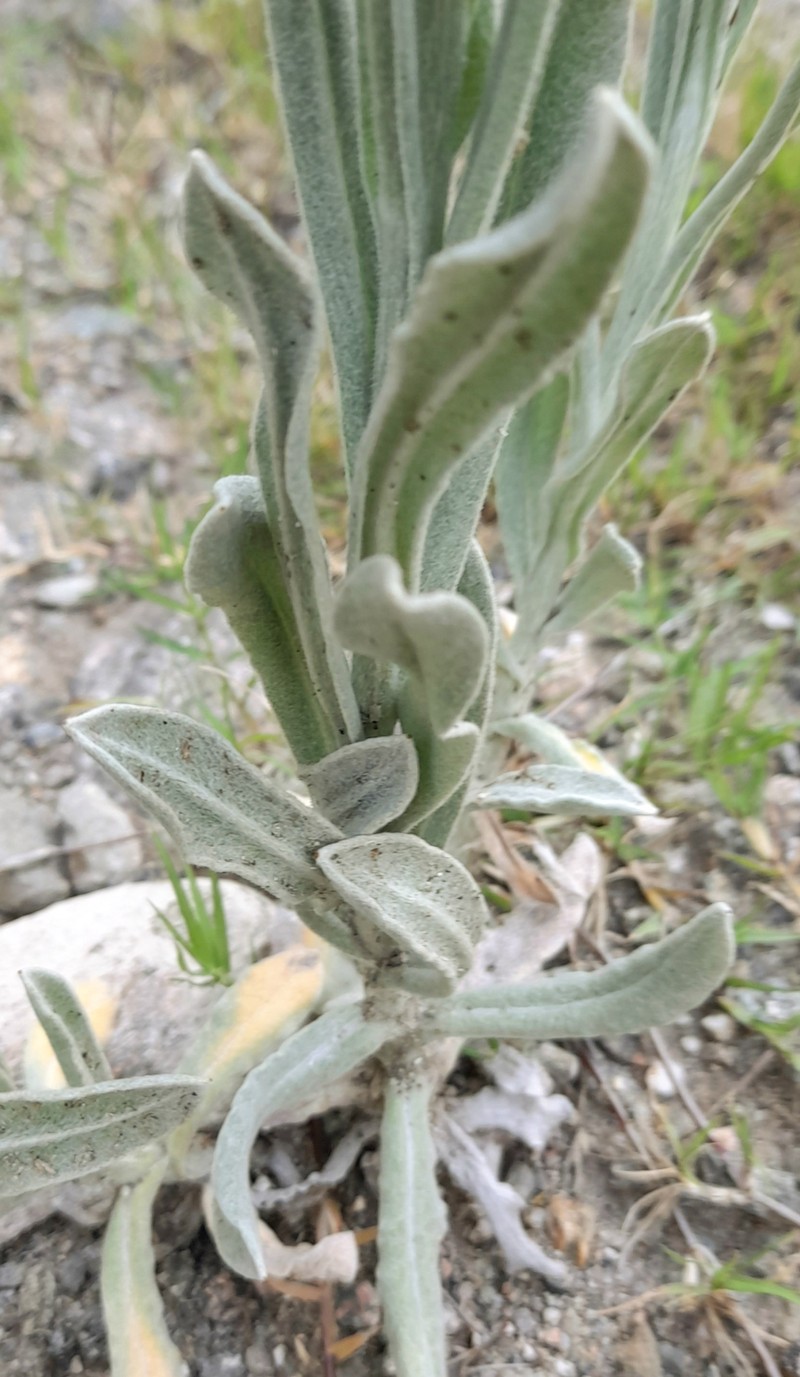 Pseudognaphalium leucopeplum photo 8