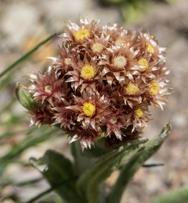 Pseudognaphalium liebmannii
