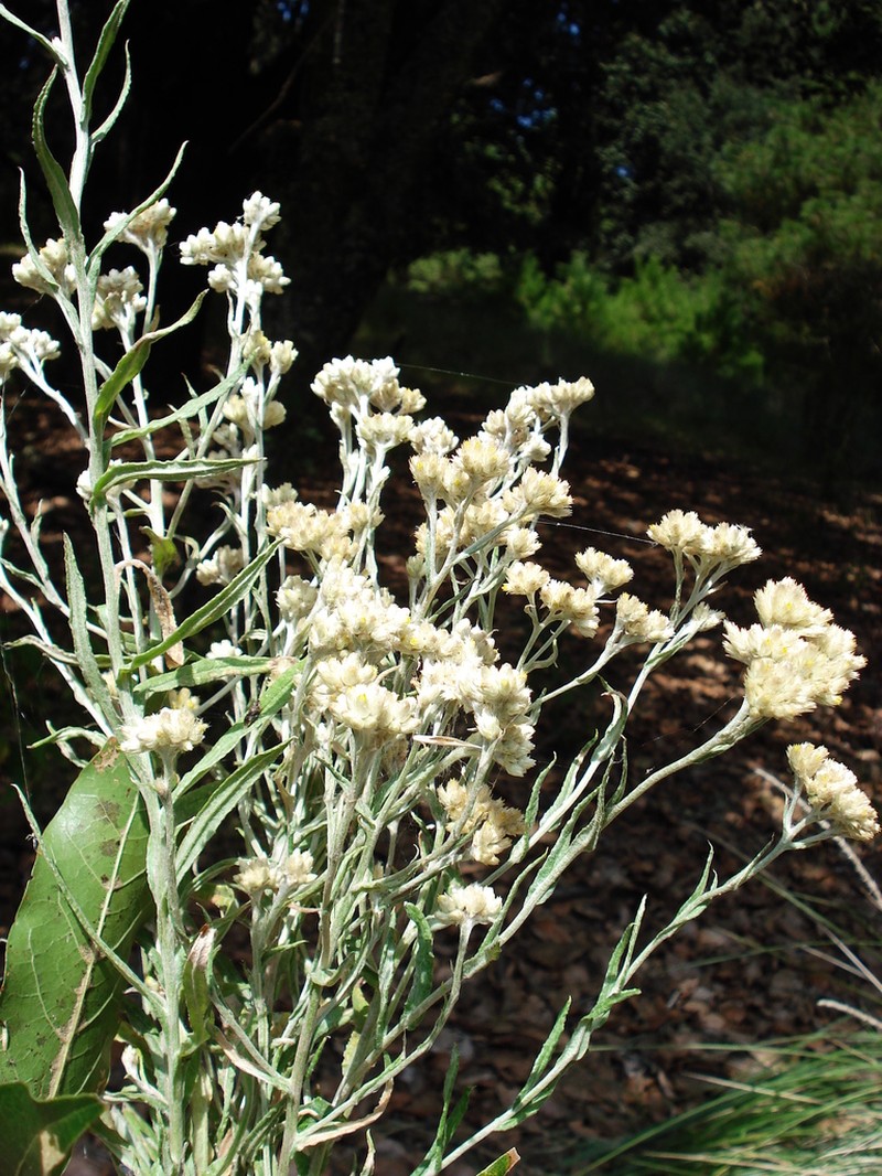 Pseudognaphalium liebmannii photo 2