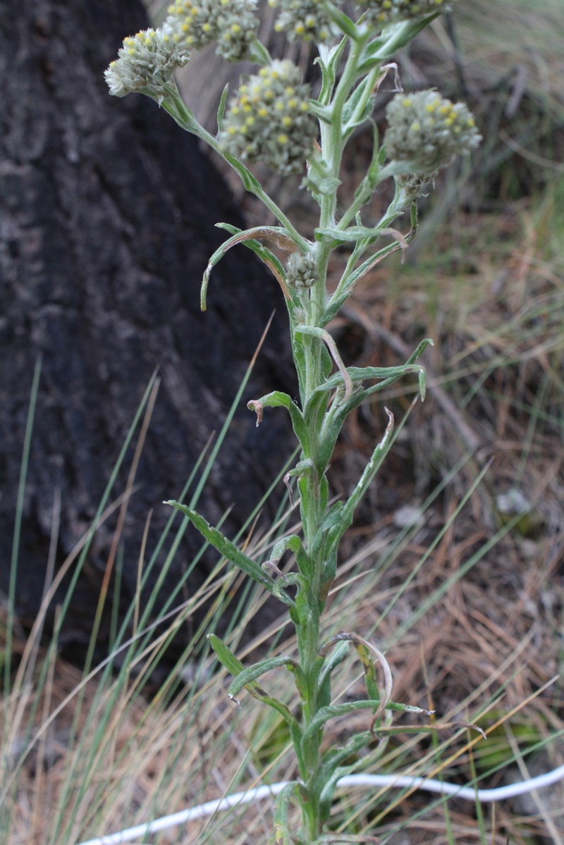 Pseudognaphalium liebmannii photo 3