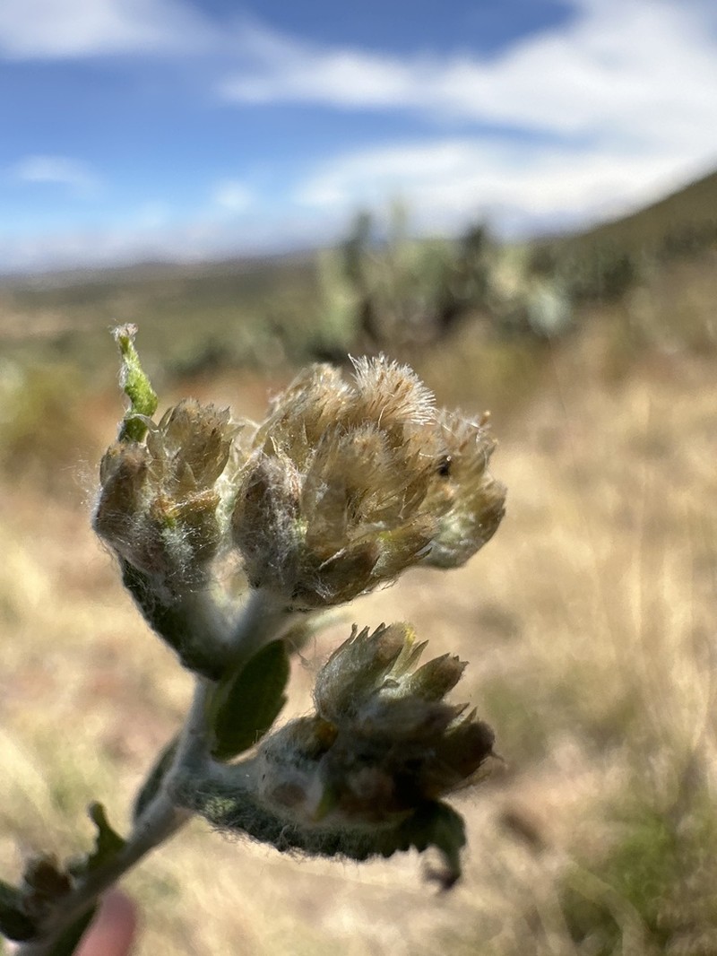 Pseudognaphalium liebmannii photo 4