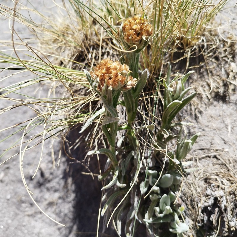Pseudognaphalium liebmannii photo 5