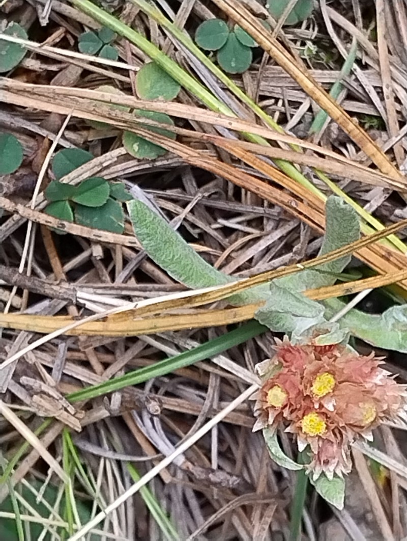 Pseudognaphalium liebmannii photo 6