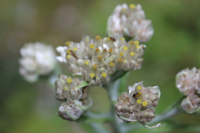 Pseudognaphalium liebmannii photo 7