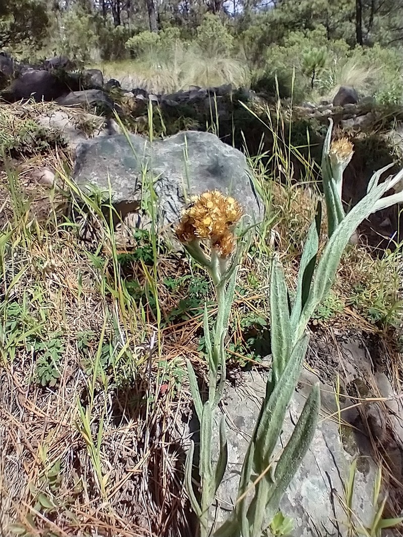 Pseudognaphalium liebmannii photo 8