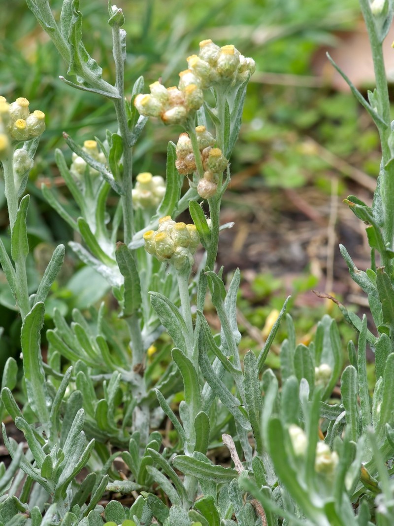 Jersey Cudweed photo 4